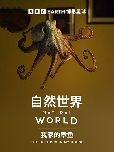 我家的章鱼