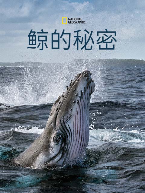 鲸的秘密(中配版)