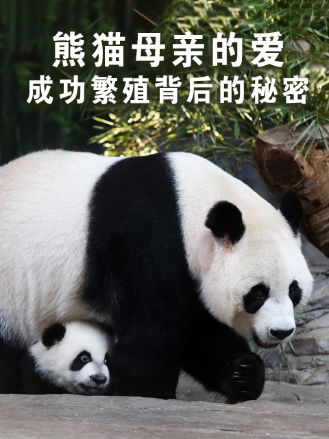 熊猫母亲的爱:成功繁殖背后的秘密