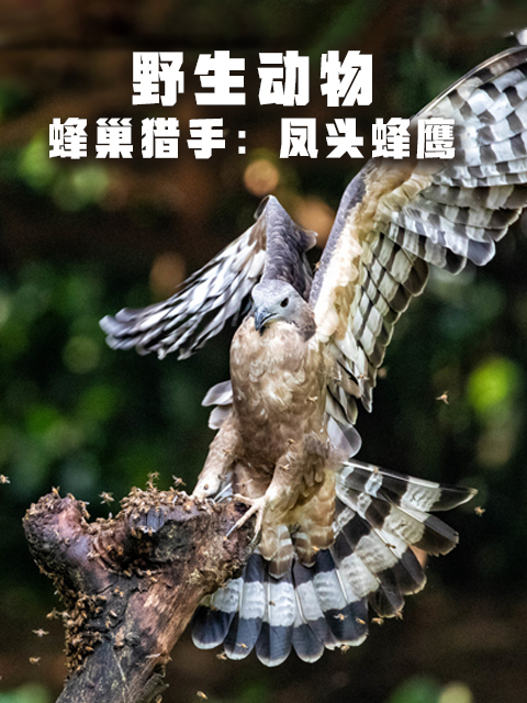 蜂巢猎手:凤头蜂鹰