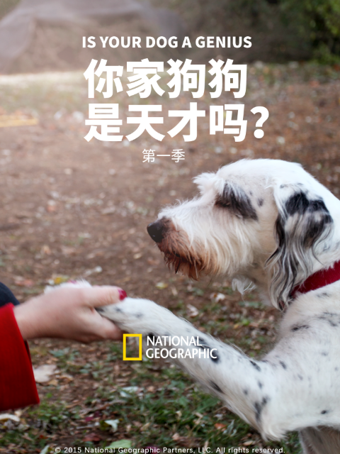 你家狗狗是天才吗? 第一季